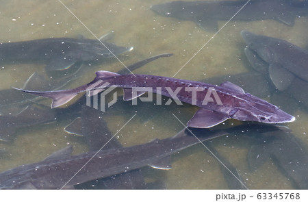 Siberian sturgeon fish Siberian sturgeon fish 63345768
