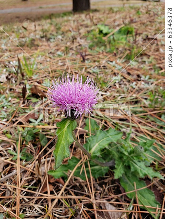 野あざみの花を近くでじっくりと見てみる 野あざみの花を近くでじっくりと見てみる 63346378