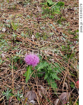 ひっそりと綺麗に咲く野あざみの花 63346379
