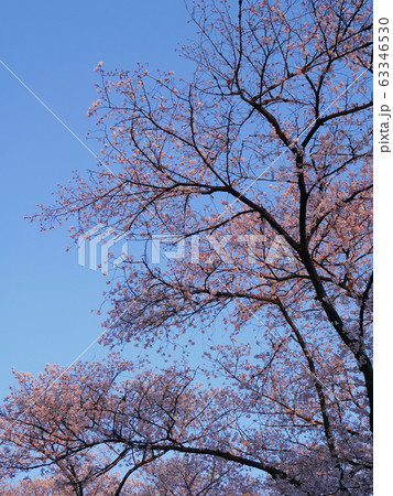 夕陽に染まる染井吉野3 63346530