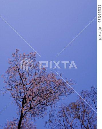 夕陽に染まる染井吉野1 ~色違いバージョン～ 63346531