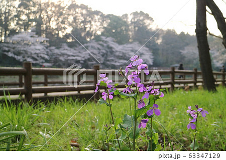 紫色の花を咲かすオオアラセイトウ 大和市泉の森公園 の写真素材