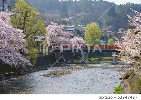 岐阜県高山市　宮川　中橋　桜　（4月） 63347437