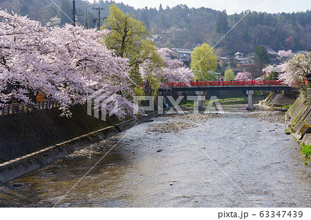 岐阜県高山市　宮川　中橋　桜　（4月） 63347439