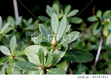西洋シャクナゲの蕾 63347811
