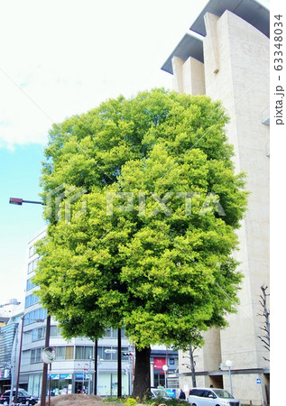 寒の戻り日に池袋ー有楽町ー銀座ぶらり 63348034