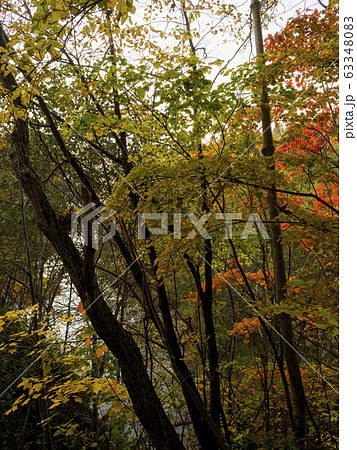 セピアがかった森の中　秋の林 63348083