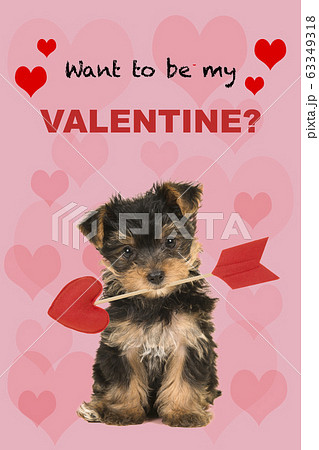 Valentine day greeting card with a cute puppy Valentine day greeting card with a cute puppy 63349318