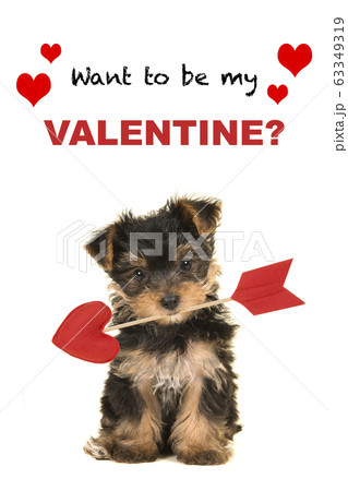 Valentine day greeting card with a cute puppy 63349319