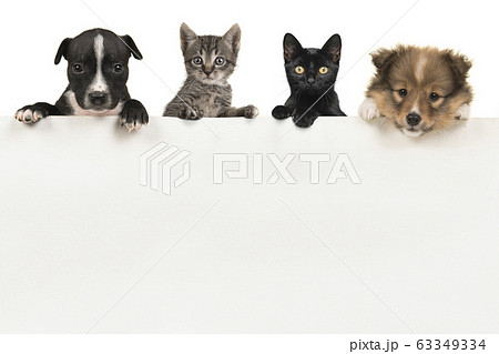 Two cute puppy dogs and two kittens hanging over a white board 63349334