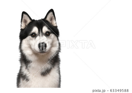 Portrait of a siberian husky looking at the camera Portrait of a siberian husky looking at the camera 63349588
