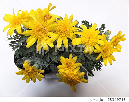 ユリオプスデージー　ティアラミキ 63349713