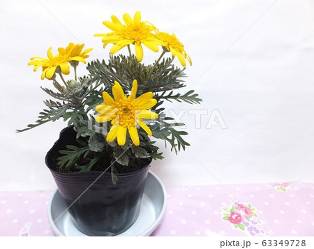 ユリオプスデージー ティアラミキ ユリオプスデージー ティアラミキ 63349728