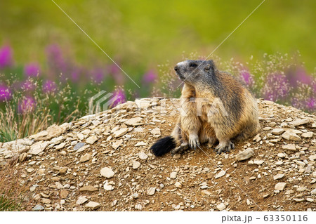 Cute alpine marmot sitting on a heap of stonesの写真素材