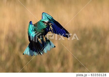 Blue european roller flying with a catch in beak in spring. Blue european roller flying with a catch in beak in spring. 63350128