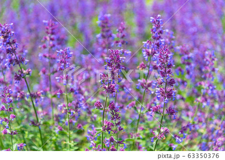 イヌハッカ 63350376