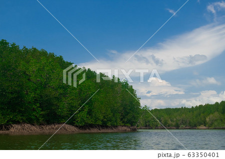 mangrove forest in island of paradise of Koh Yao mangrove forest in island of paradise of Koh Yao 63350401