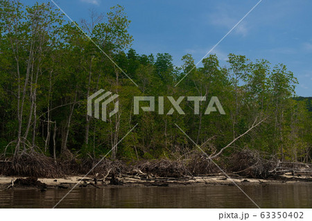 Nature flood forest of tropical dense mangrove 63350402