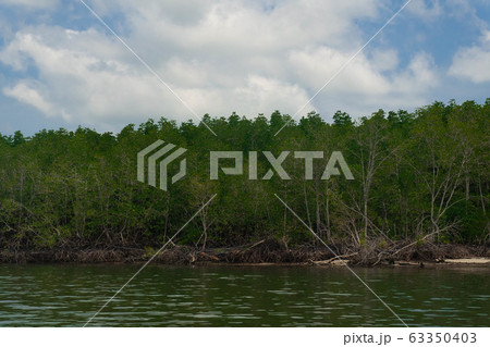 The lush of mangrove forest on bank with clear 63350403