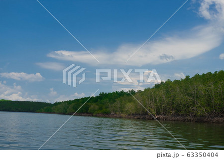 Mangrove tree forests in Thailand. 63350404