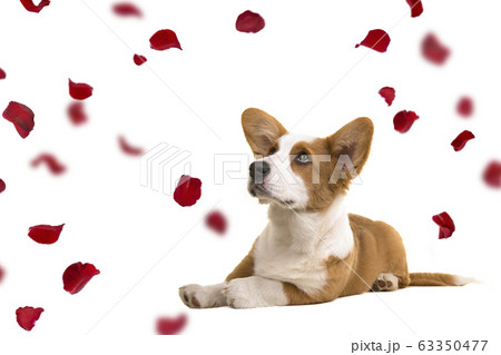 Welsh corgi puppy dog looking at rose petals 63350477