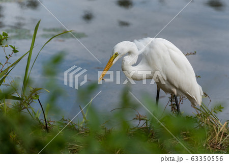 水辺でエビを捕食する鷺 63350556