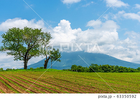 双子のさくらんぼの木 ニセコ町 夏 北海道 双子のさくらんぼの木 ニセコ町 夏 北海道 63350592