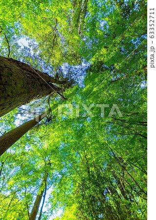 新緑の季節　 晴天の高千穂峡 　美しい新緑風景　Fresh green season Japan　　 63352711