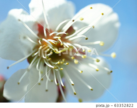 せんだい農業園芸センターで梅の花の接写の写真素材