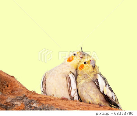 Australian Yellow Cockatiels 63353790