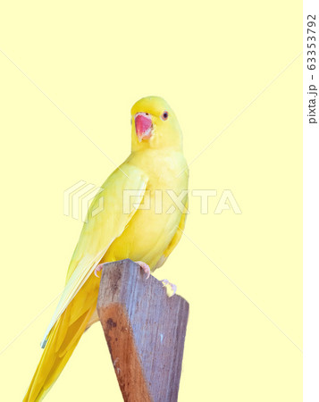 Australian Yellow Parrot Australian Yellow Parrot 63353792