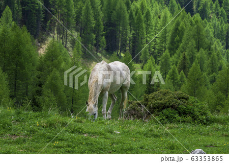 Horse on a mountain pasture. Val Rosalia, 63353865