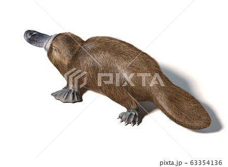 Platypus Duck Billed Animal Ornithorhynchusのイラスト素材