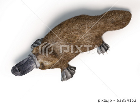 Platypus duck-billed animal. (Ornithorhynchus Platypus duck-billed animal. (Ornithorhynchus 63354152