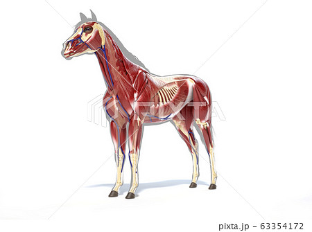 Horse Anatomy. Muscular system. 63354172