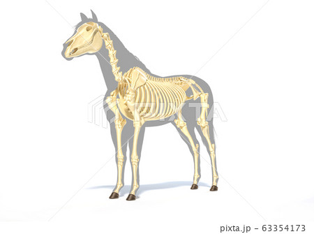 Horse Anatomy. Skeletal system. 63354173