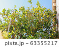 コルチュラ島のレモンの季節 63355217