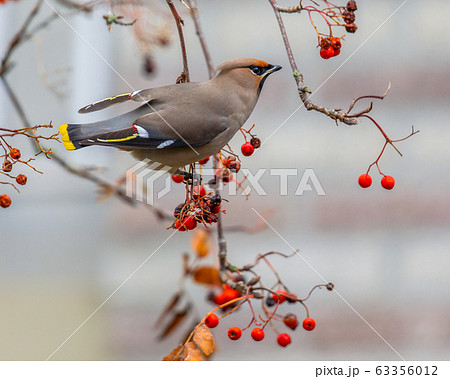 Foraging Bohemian waxwing 63356012