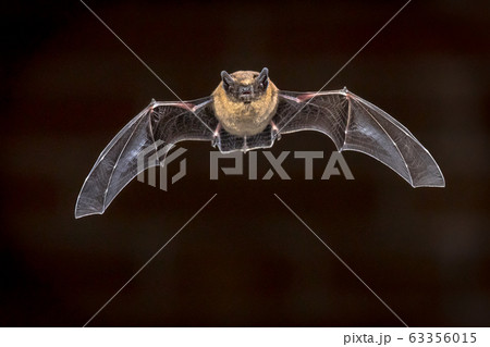 Flying Pipistrelle bat in front of brick wall Flying Pipistrelle bat in front of brick wall 63356015