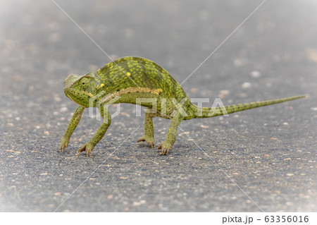 Flap Neck Chameleon 63356016