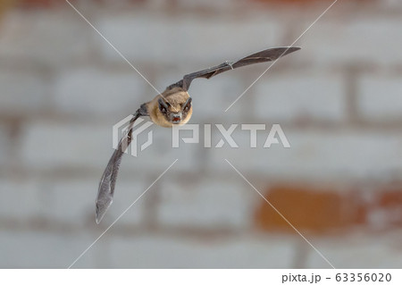 Flying Pipistrelle on white brick wall 63356020