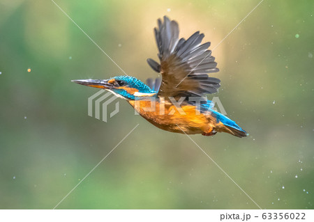 Common European Kingfisher Flying Common European Kingfisher Flying 63356022