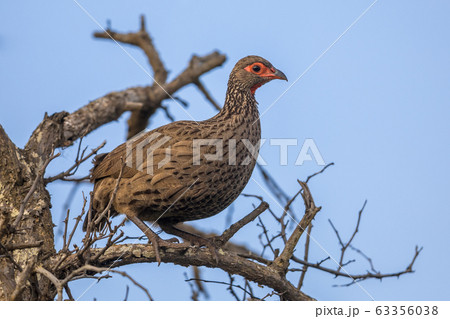 Swainsons Spurfowl in tree 63356038