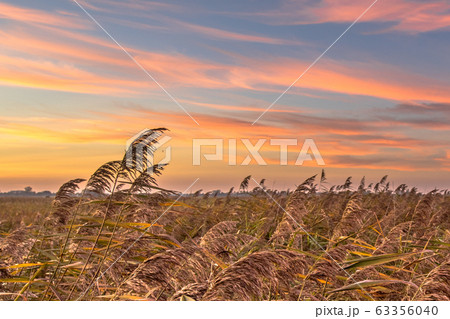 Reedland at sunset Reedland at sunset 63356040