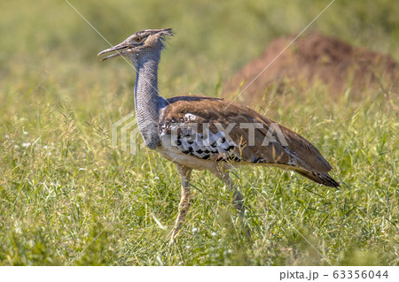 Kori bustard walking 63356044