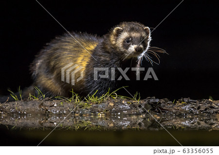 European polecat in darkness 63356055
