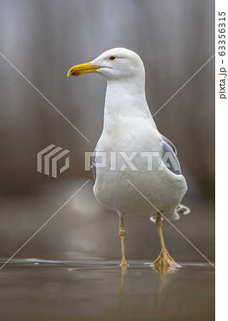 Yellow-legged gull Yellow-legged gull 63356315