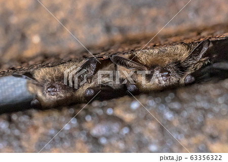 Two Hibernating whiskered bats Two Hibernating whiskered bats 63356322