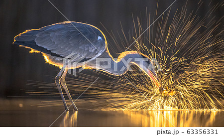 Silhouette of Grey heron catching fish at night Silhouette of Grey heron catching fish at night 63356331