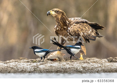 White-tailed eagle with magpies 63356368